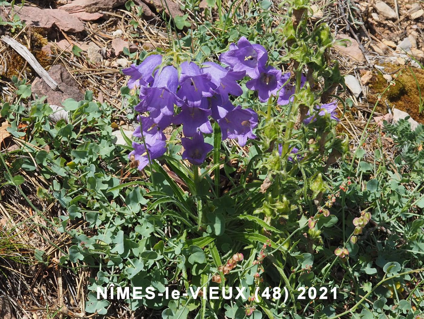 Bellflower, Pyrenean plant